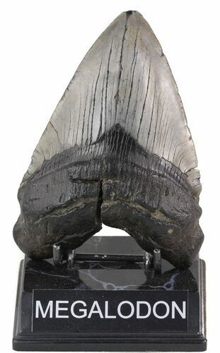 Bargain, Megalodon Tooth (Repaired) - South Carolina #48858